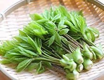 季節ごとの山菜紹介