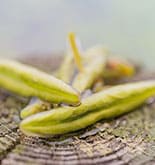 季節ごとの山菜紹介